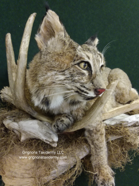 bobcat on moose antler